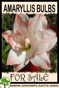 Amaryllis bulbs for sale