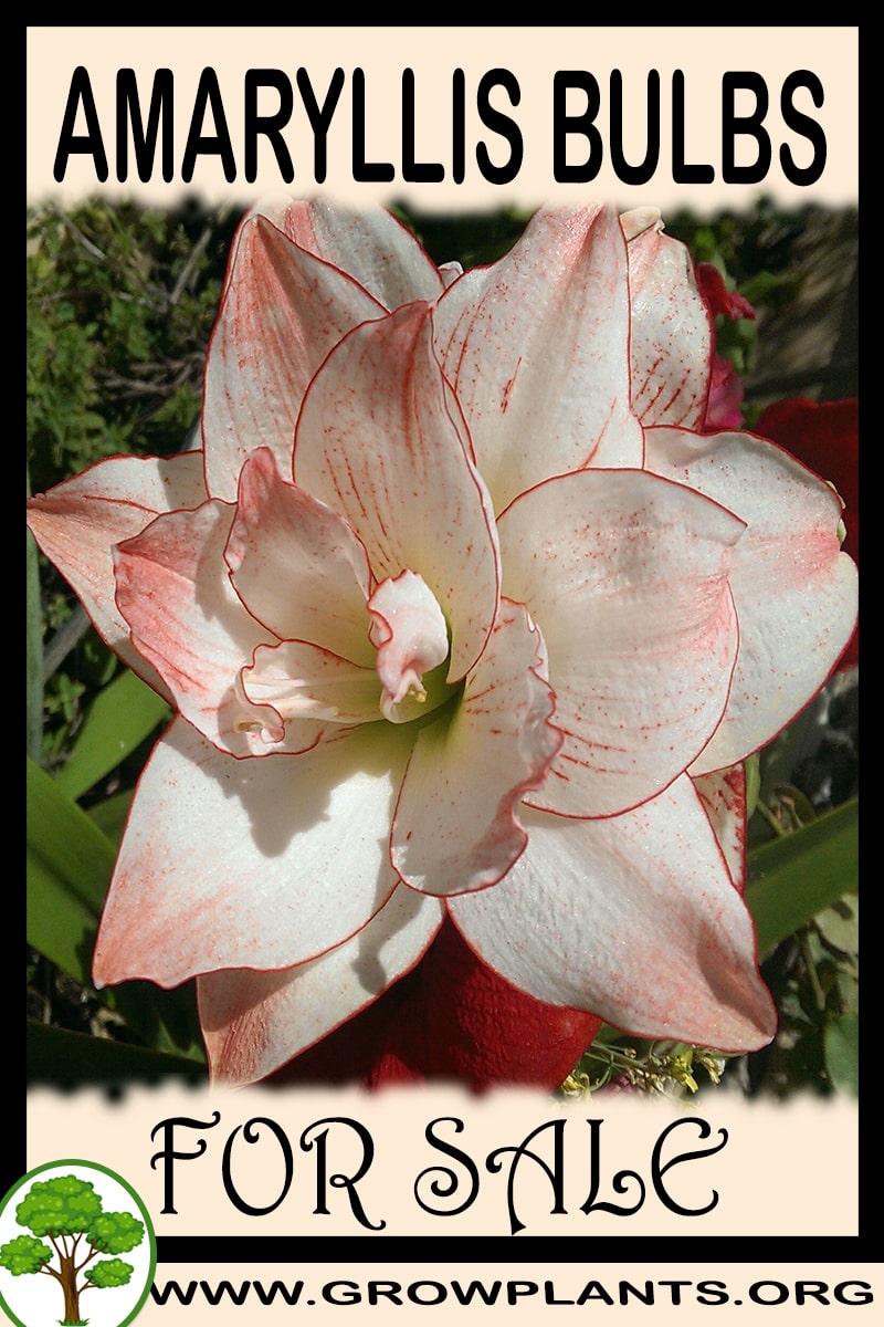 Amaryllis bulbs