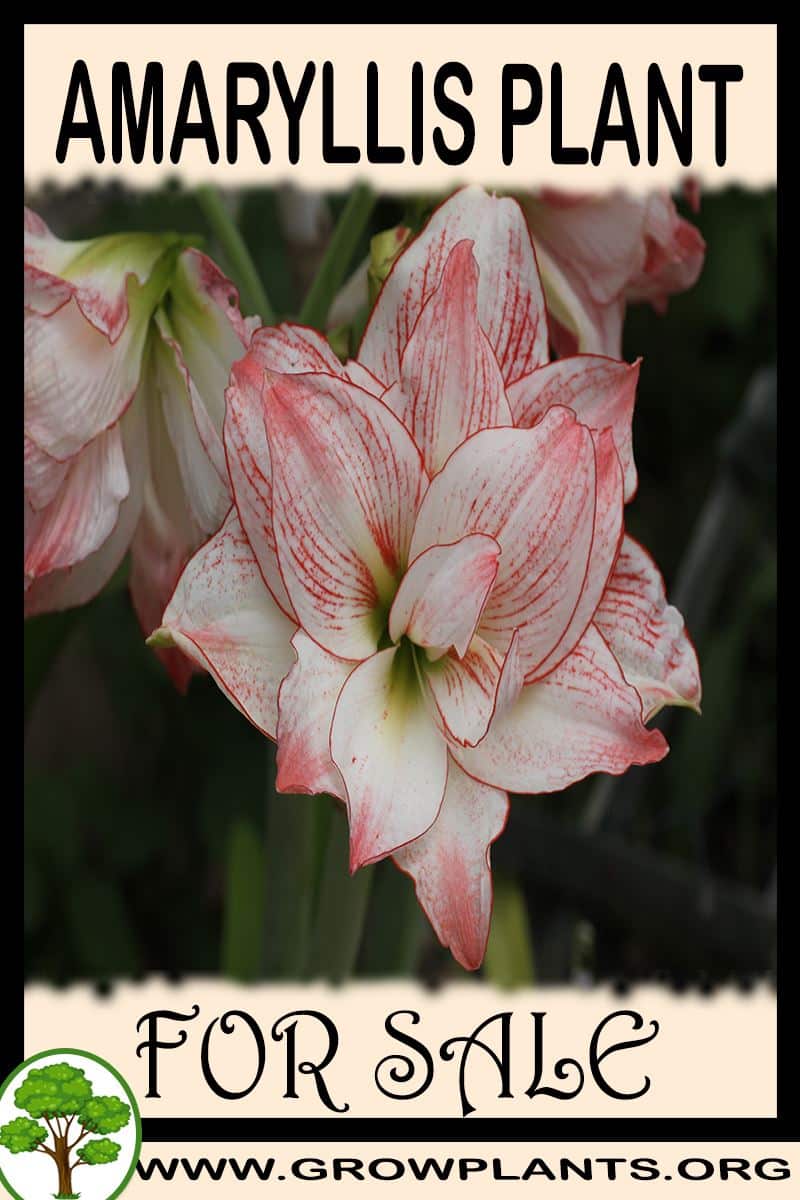 Amaryllis