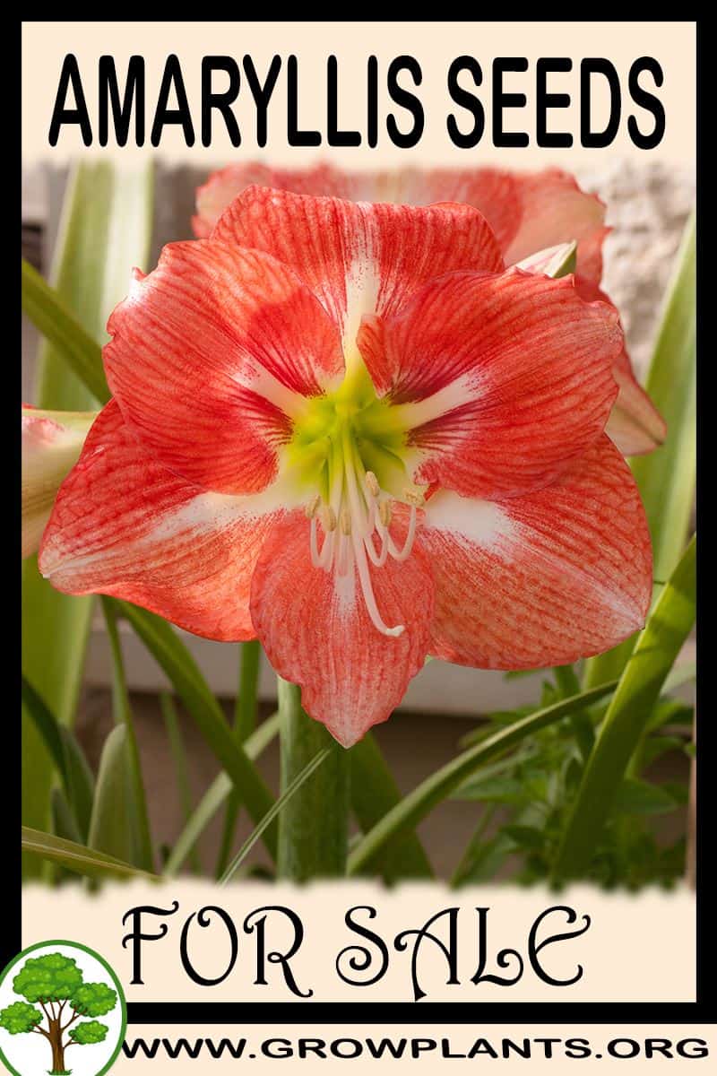 Amaryllis seeds