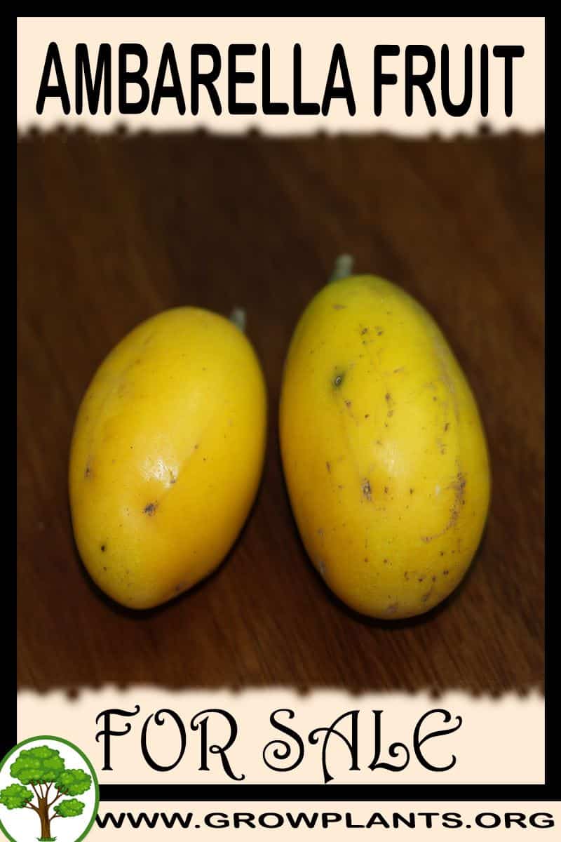 Ambarella fruit