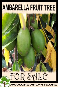 Ambarella fruit tree for sale