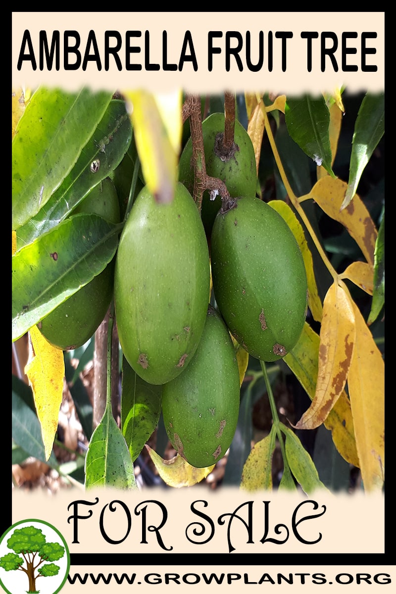Ambarella fruit tree