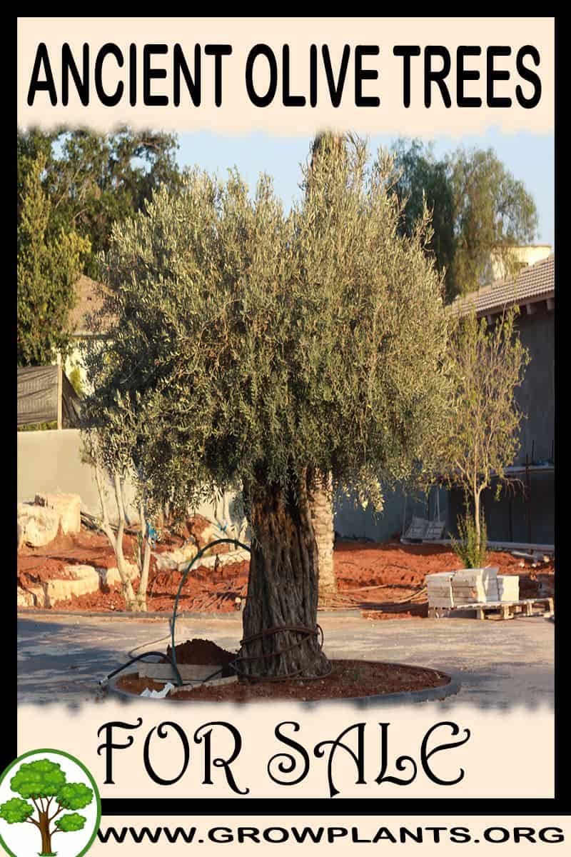 Ancient Olive trees