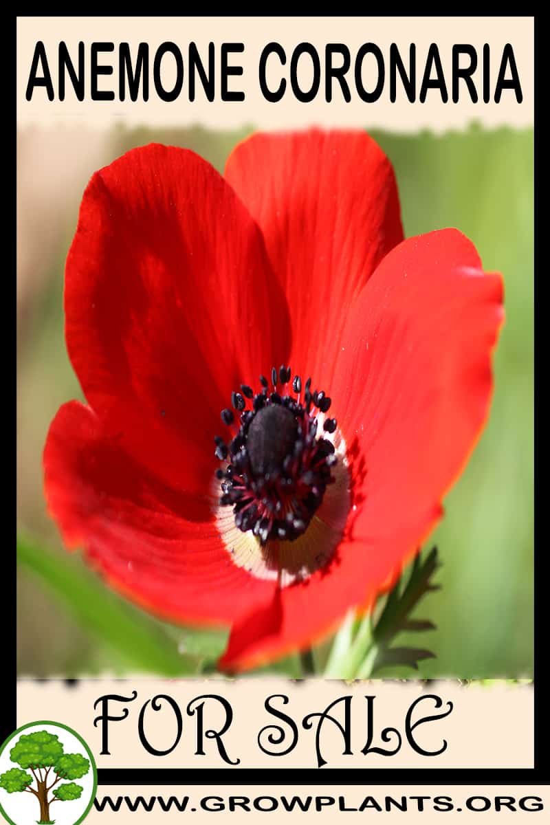 Anemone coronaria