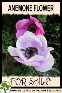 Anemone for sale