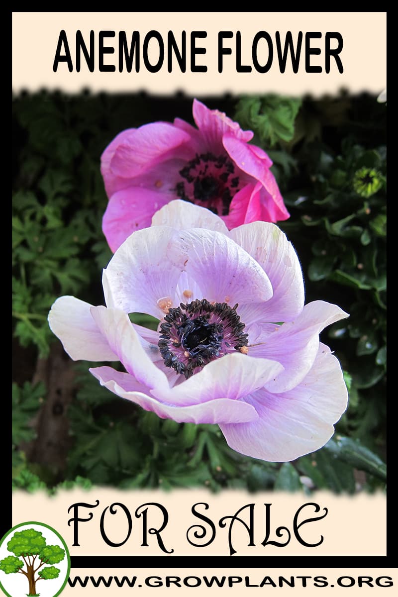 Anemone