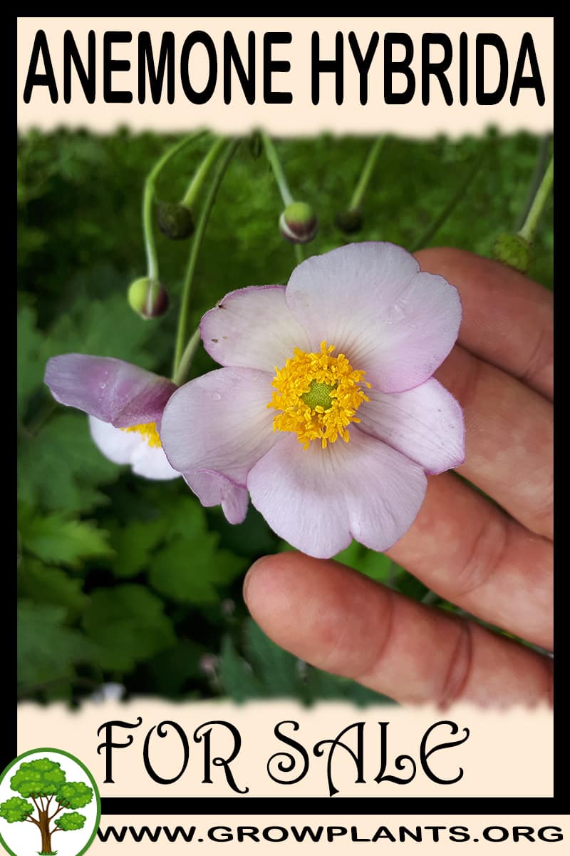 Anemone hybrida