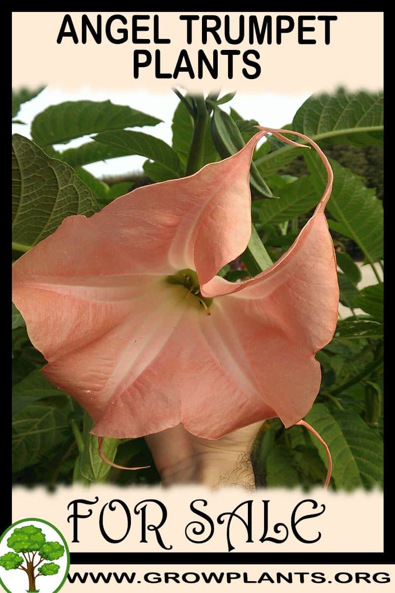 Angel trumpet plants