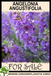 Angelonia angustifolia for sale
