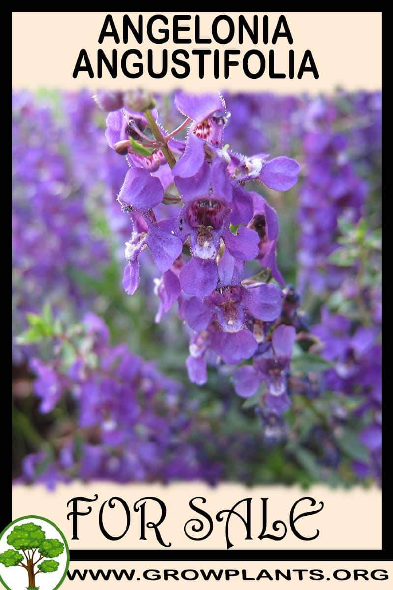 Angelonia angustifolia