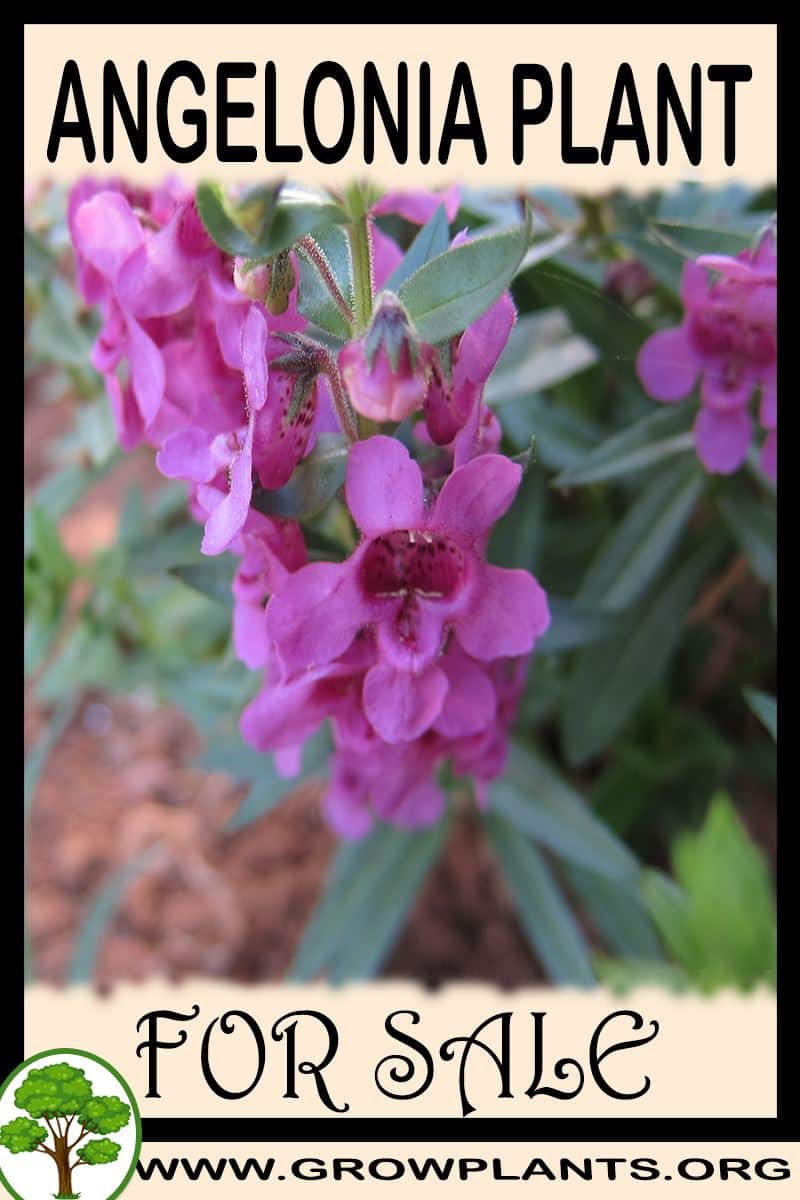 Angelonia