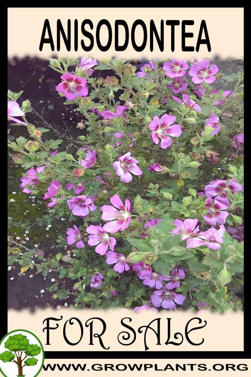 Anisodontea