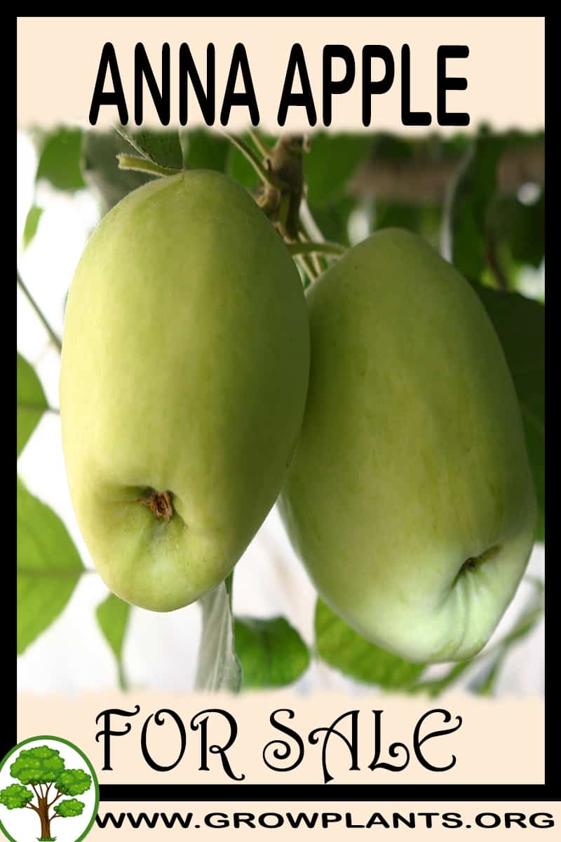 Anna apple