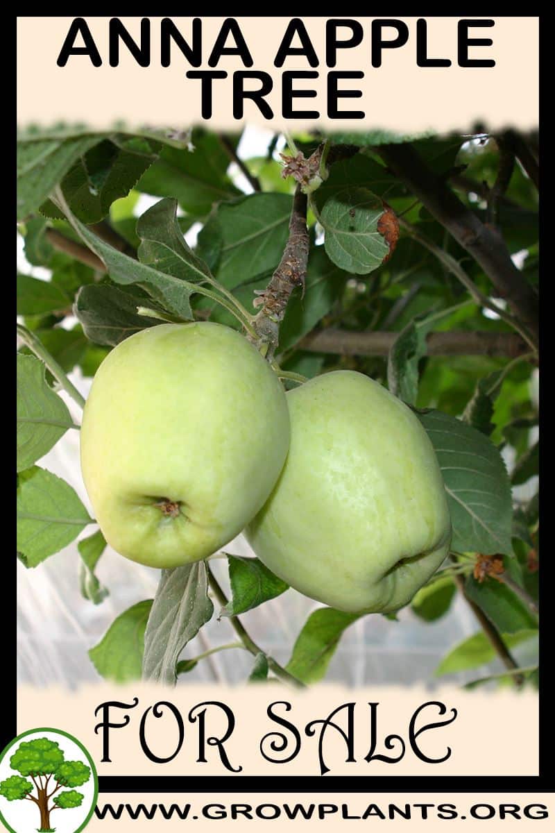 Anna apple tree