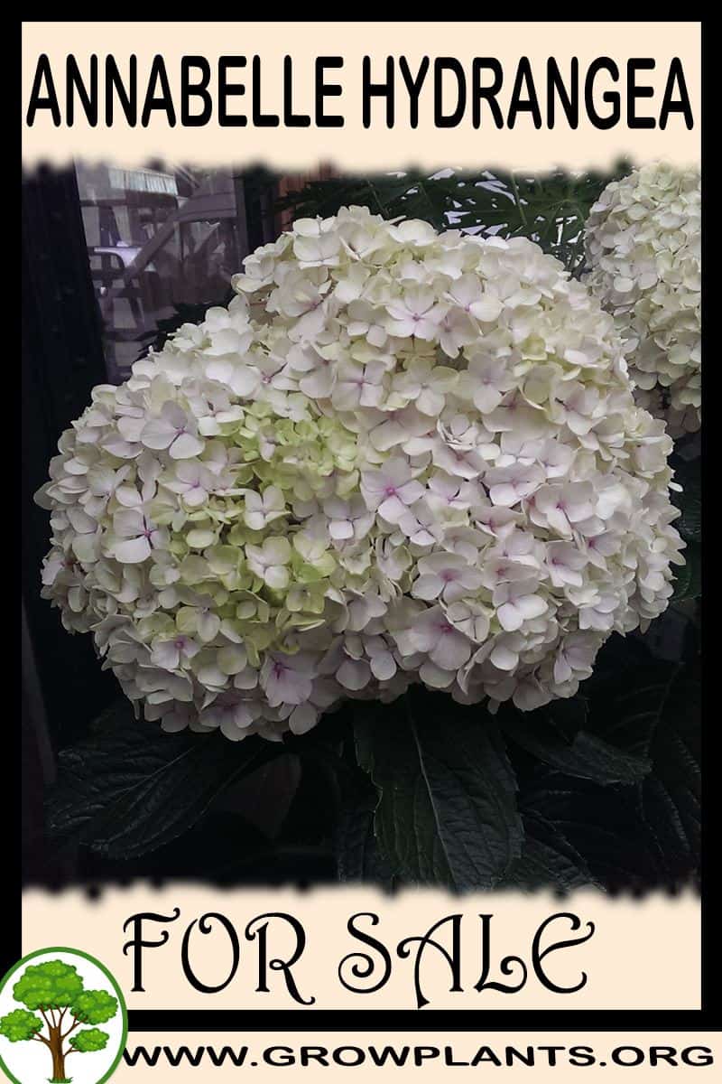 Annabelle hydrangea