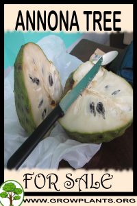 Annona for sale