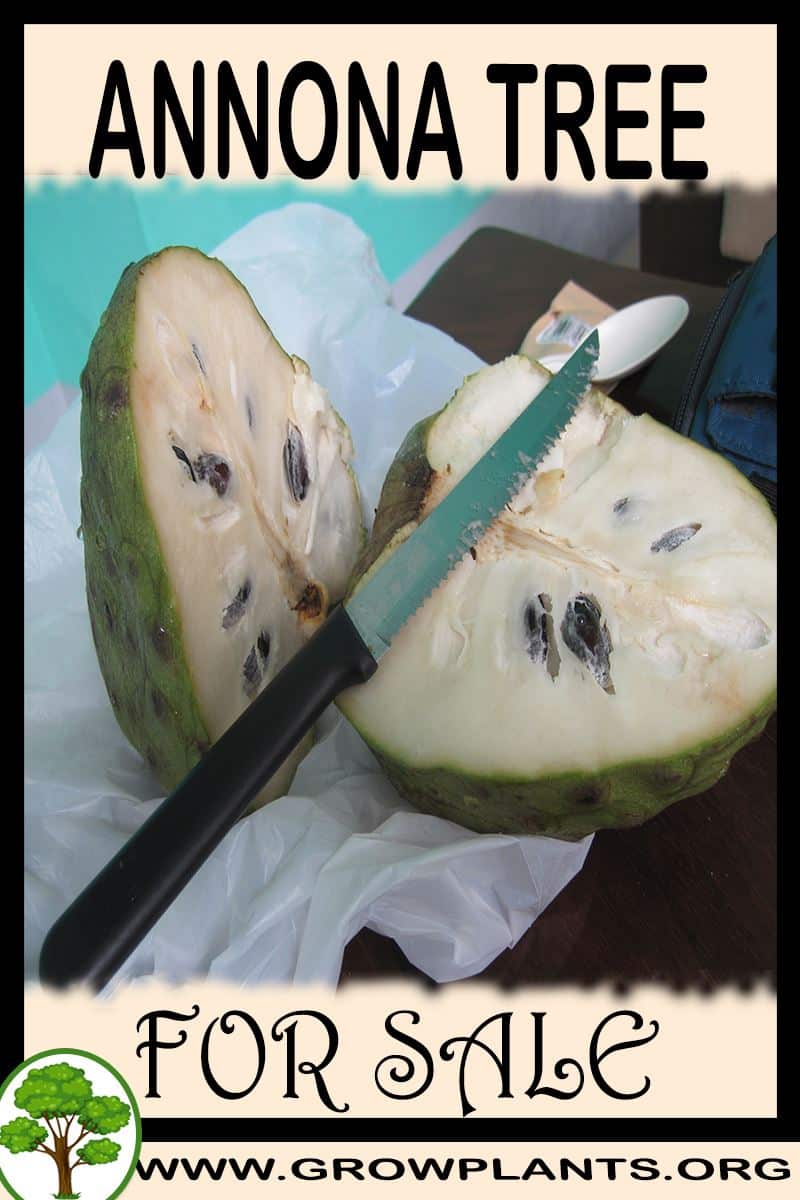 Annona
