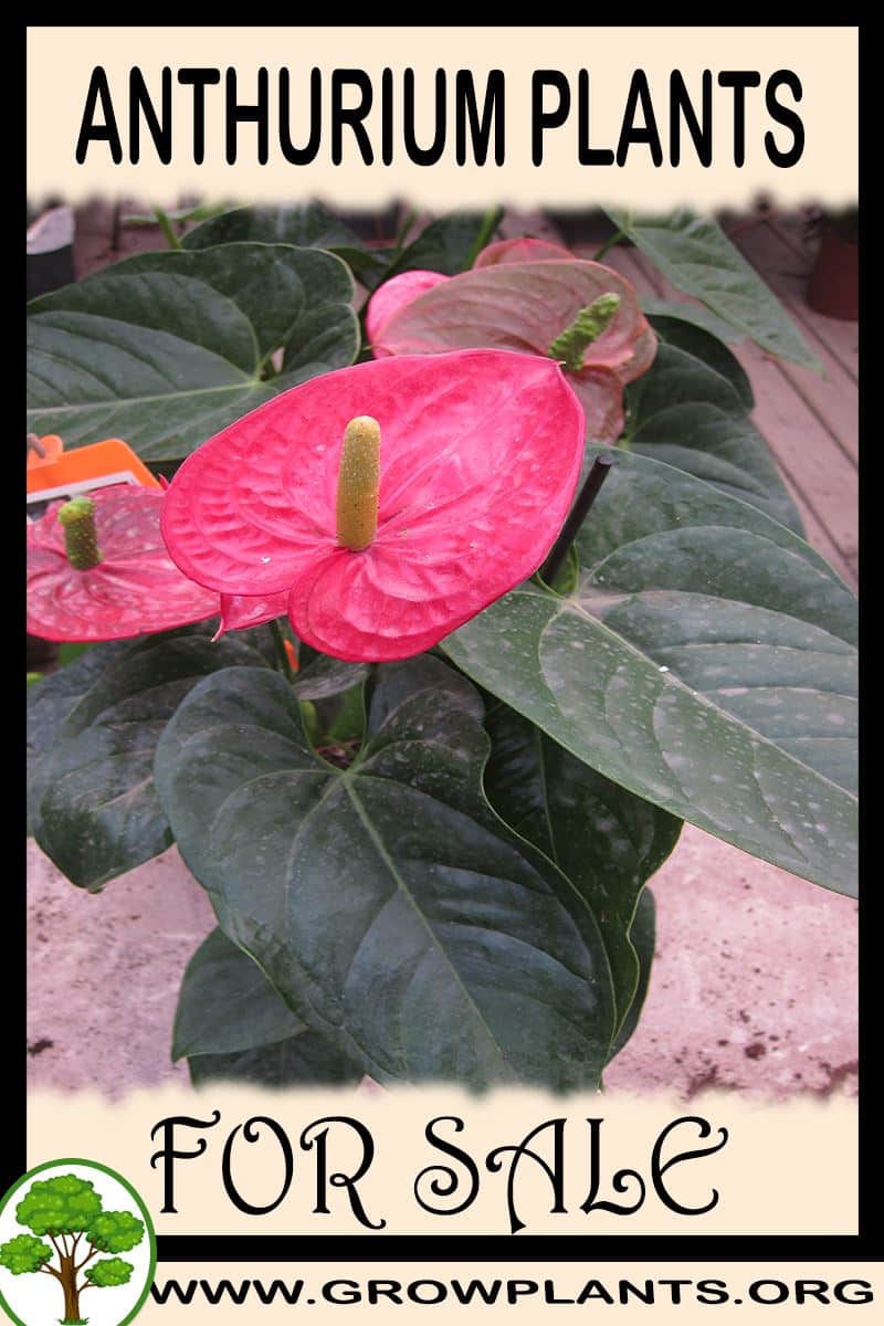 Anthurium plants