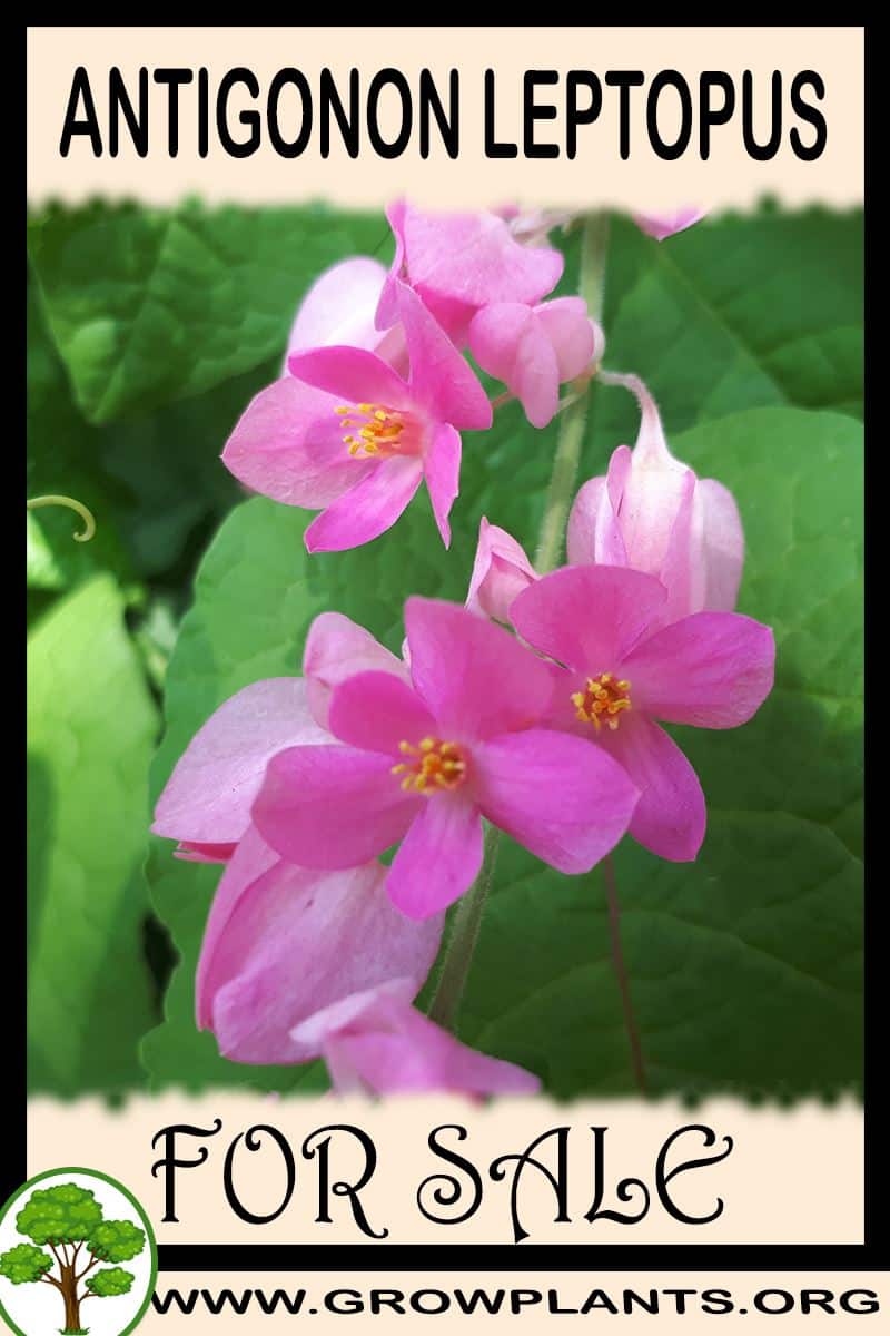 Antigonon leptopus