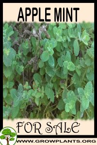 Apple mint for sale