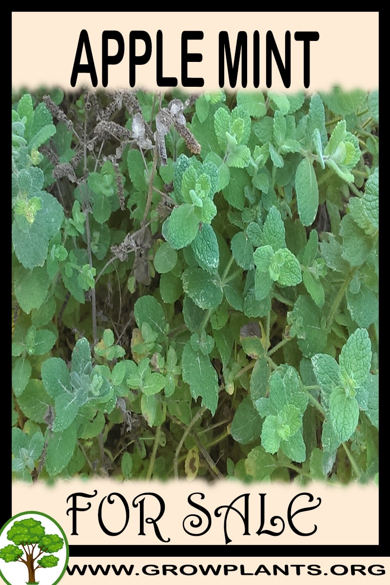 Apple mint