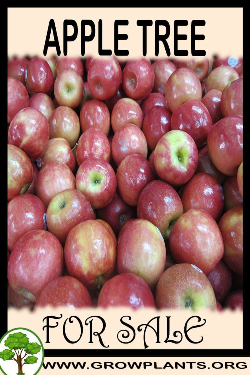 Apple tree