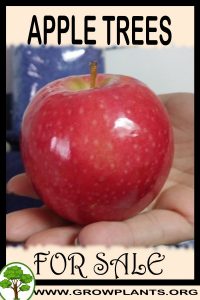 Apple trees for sale