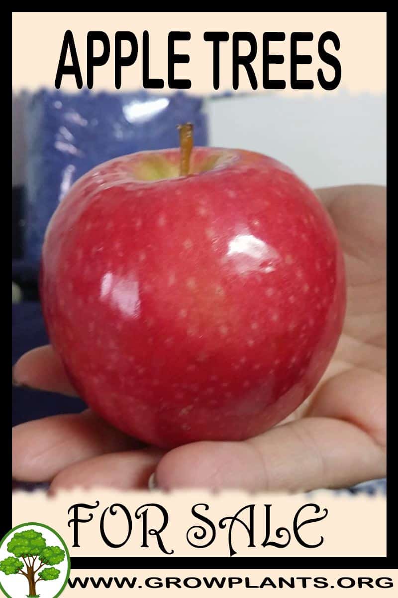 Apple trees