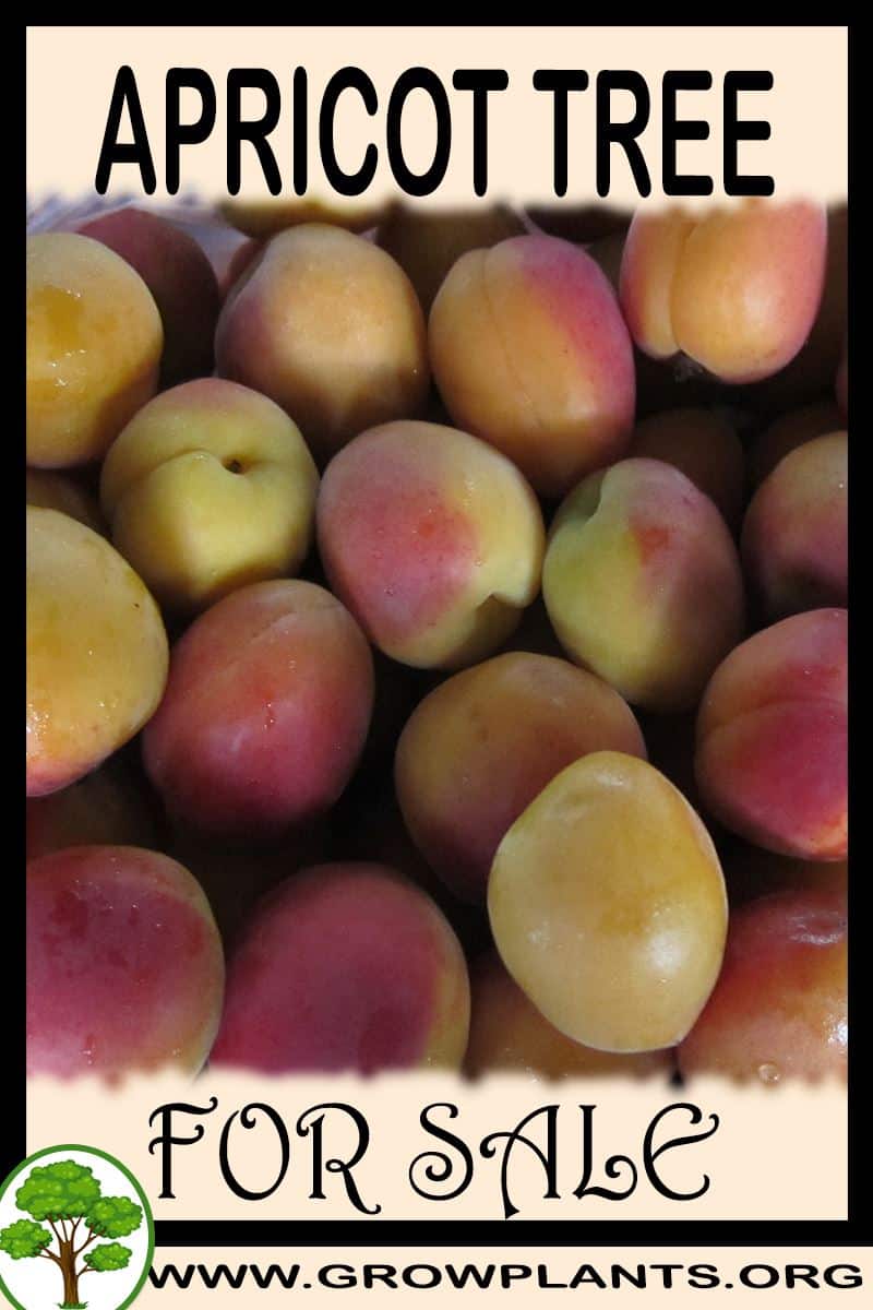 Apricot tree