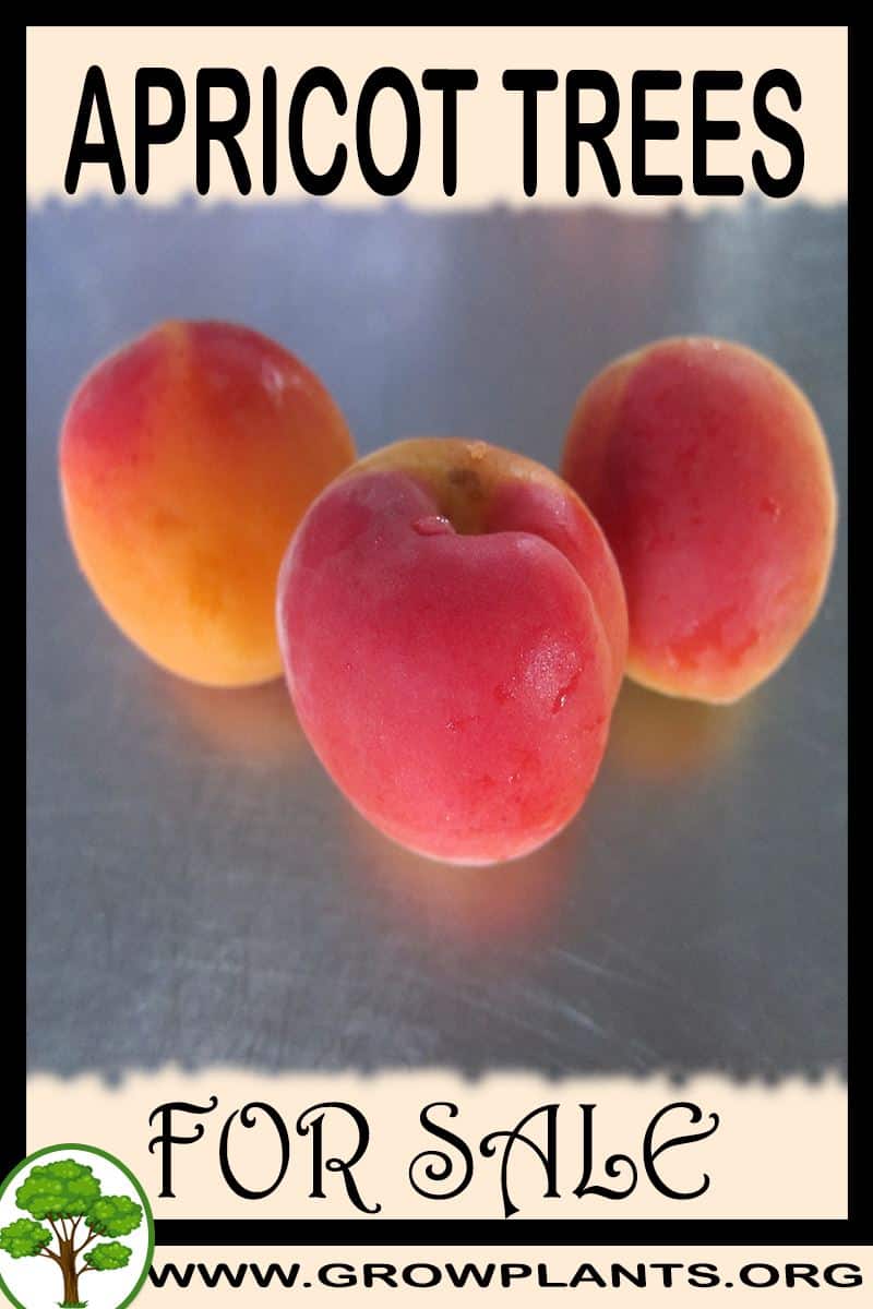Apricot trees