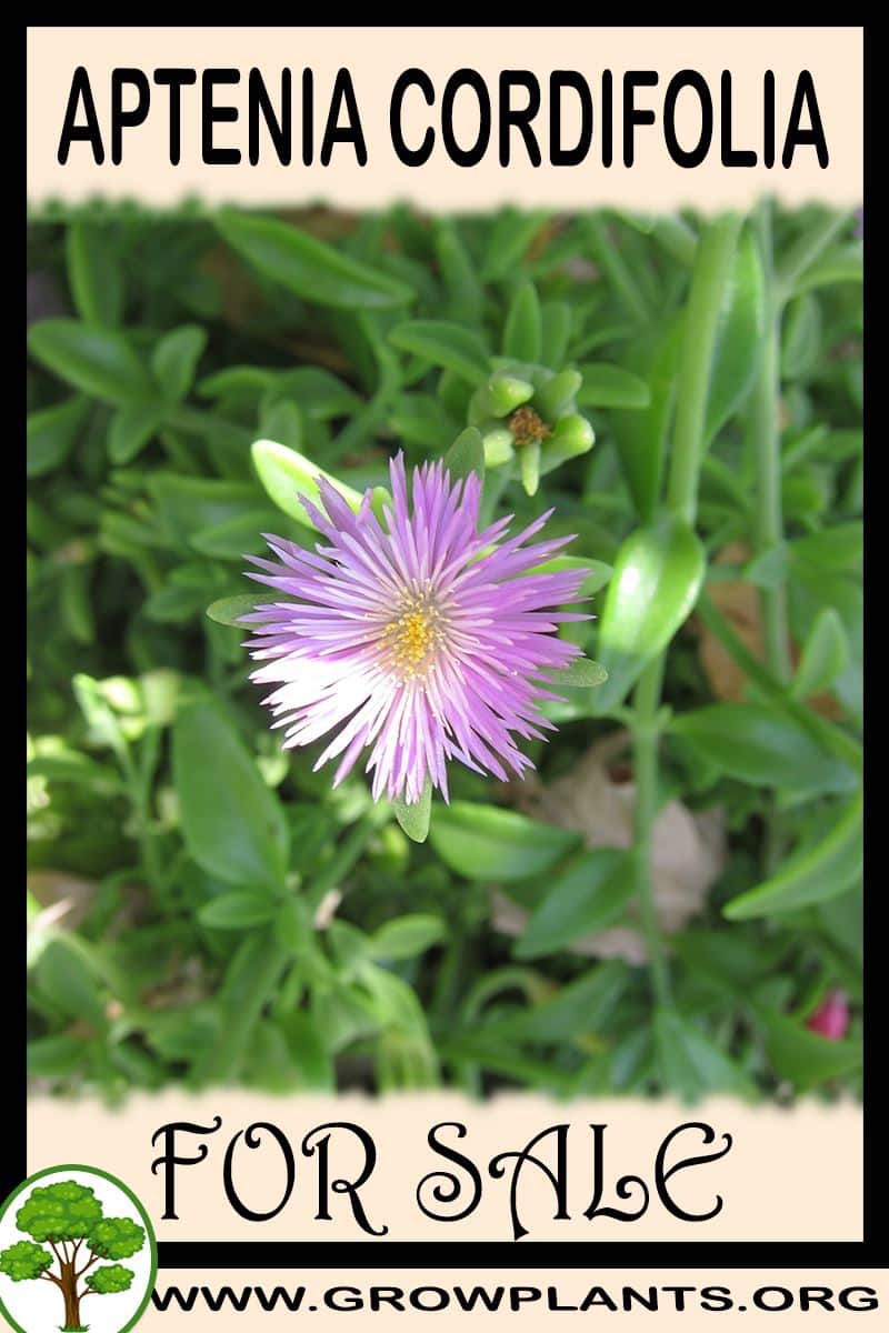 Aptenia Cordifolia