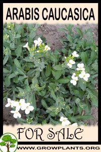 Arabis caucasica for sale