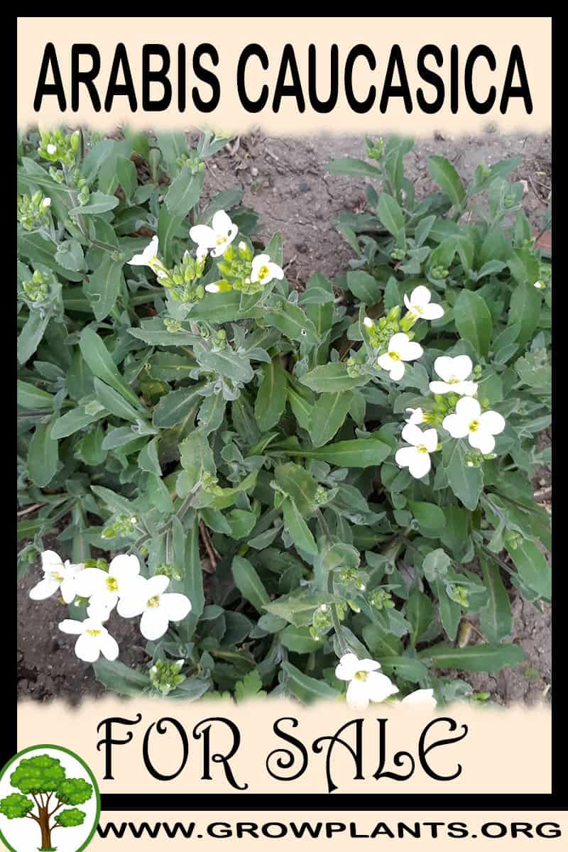 Arabis caucasica