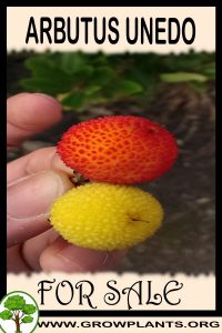 Arbutus unedo for sale