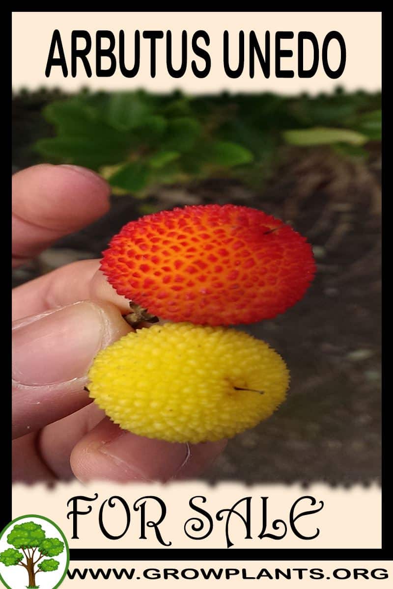 Arbutus unedo