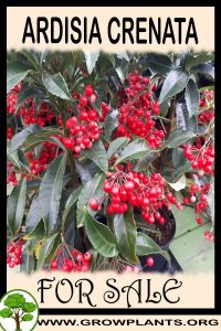 Ardisia crenata for sale