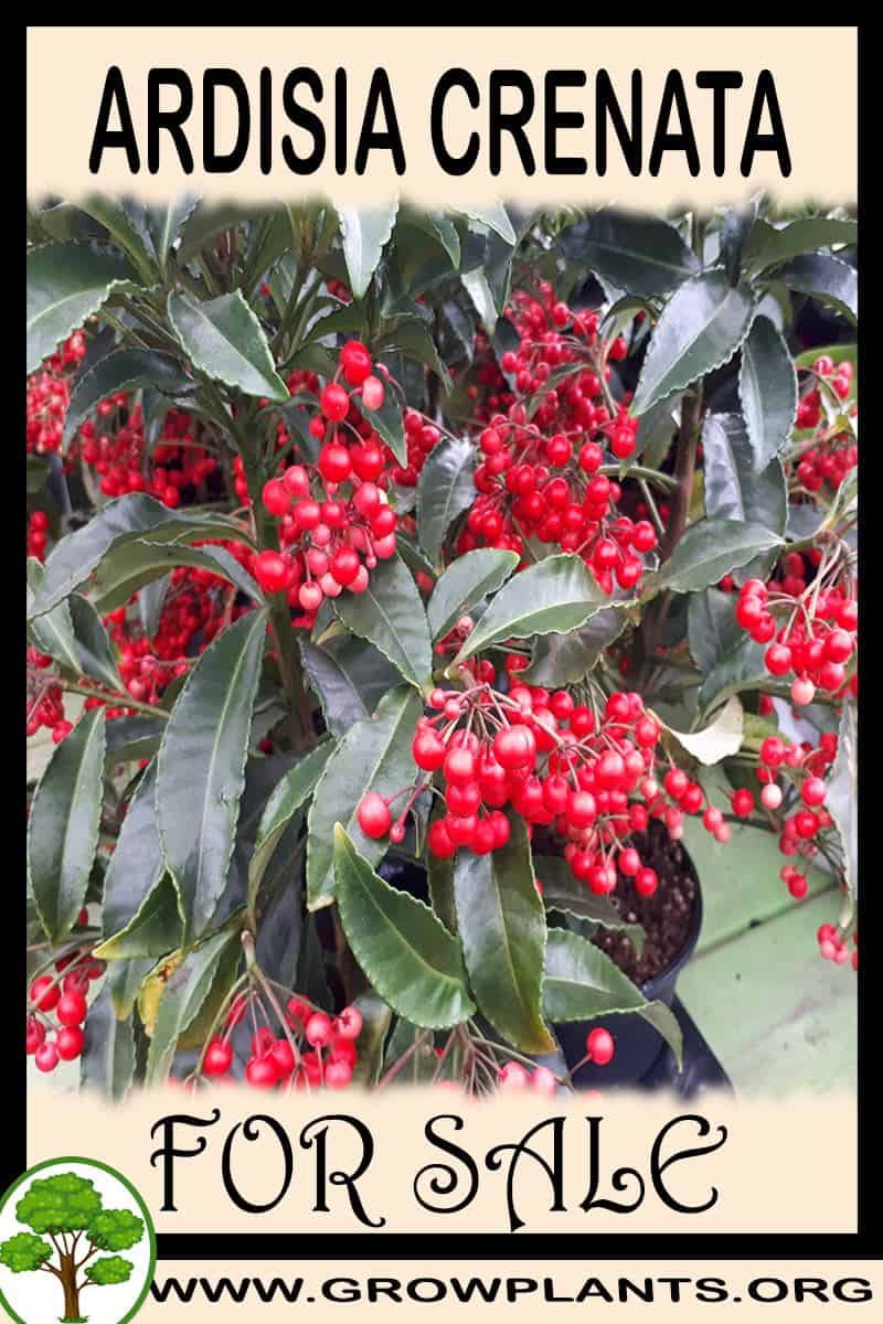 Ardisia crenata