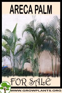 Areca palm for sale