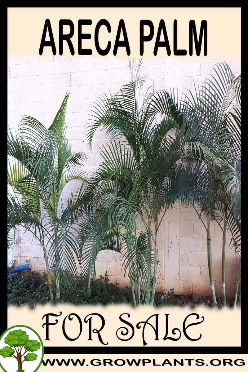 Areca palm