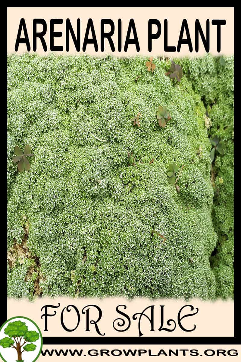 Arenaria