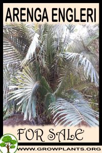Arenga engleri for sale