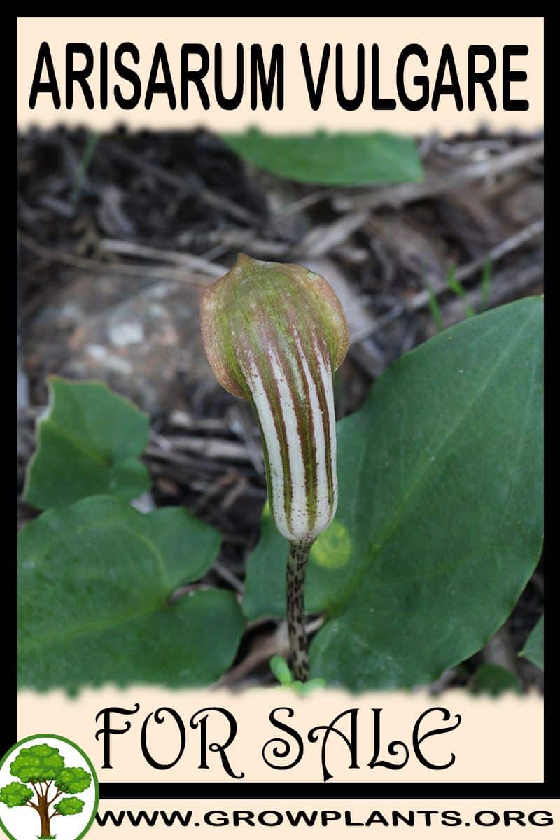 Arisarum vulgare