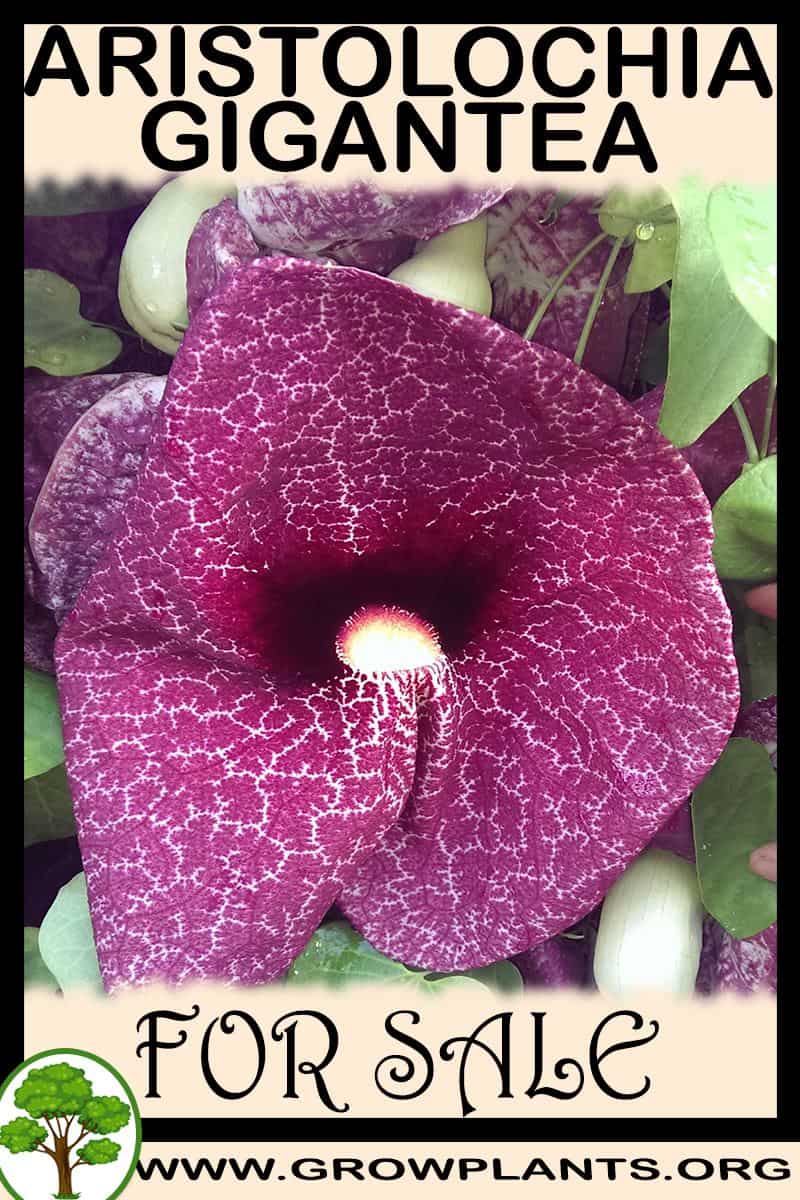 Aristolochia gigantea