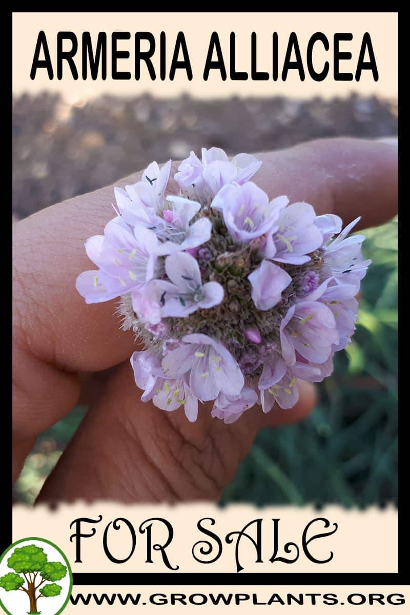 Armeria alliacea