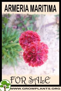 Armeria maritima for sale