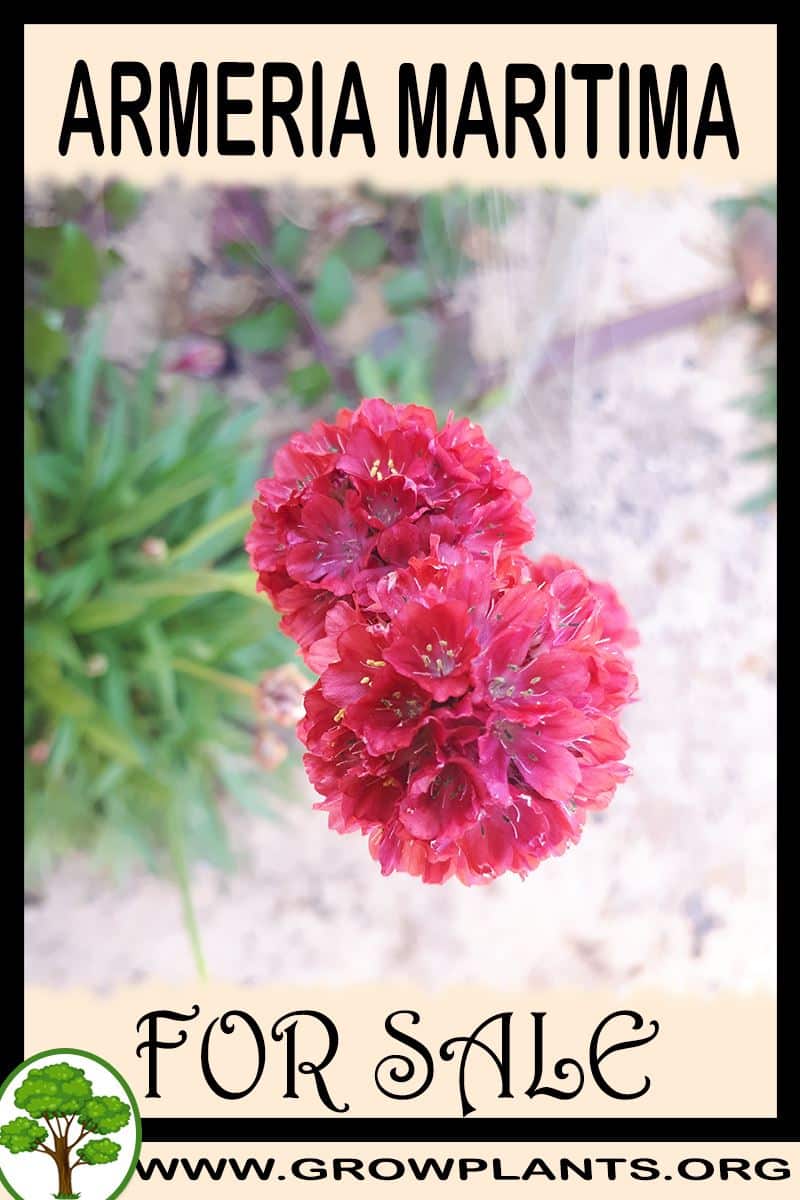 Armeria maritima