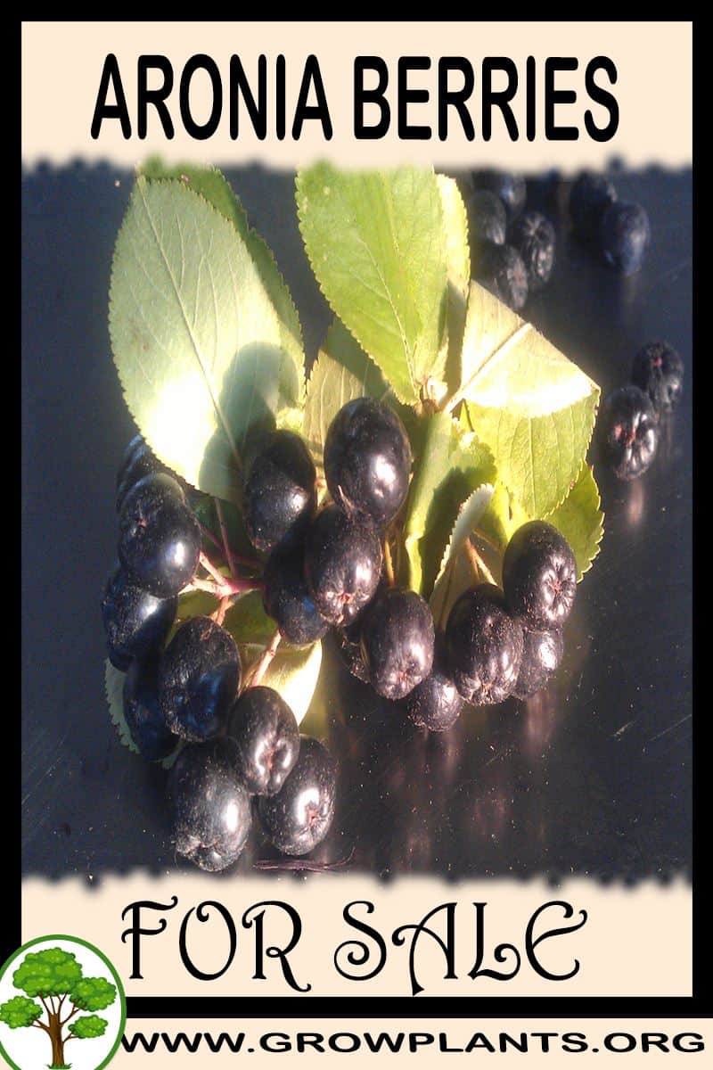 Aronia berries