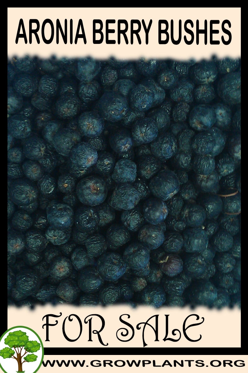 Aronia berry bushes