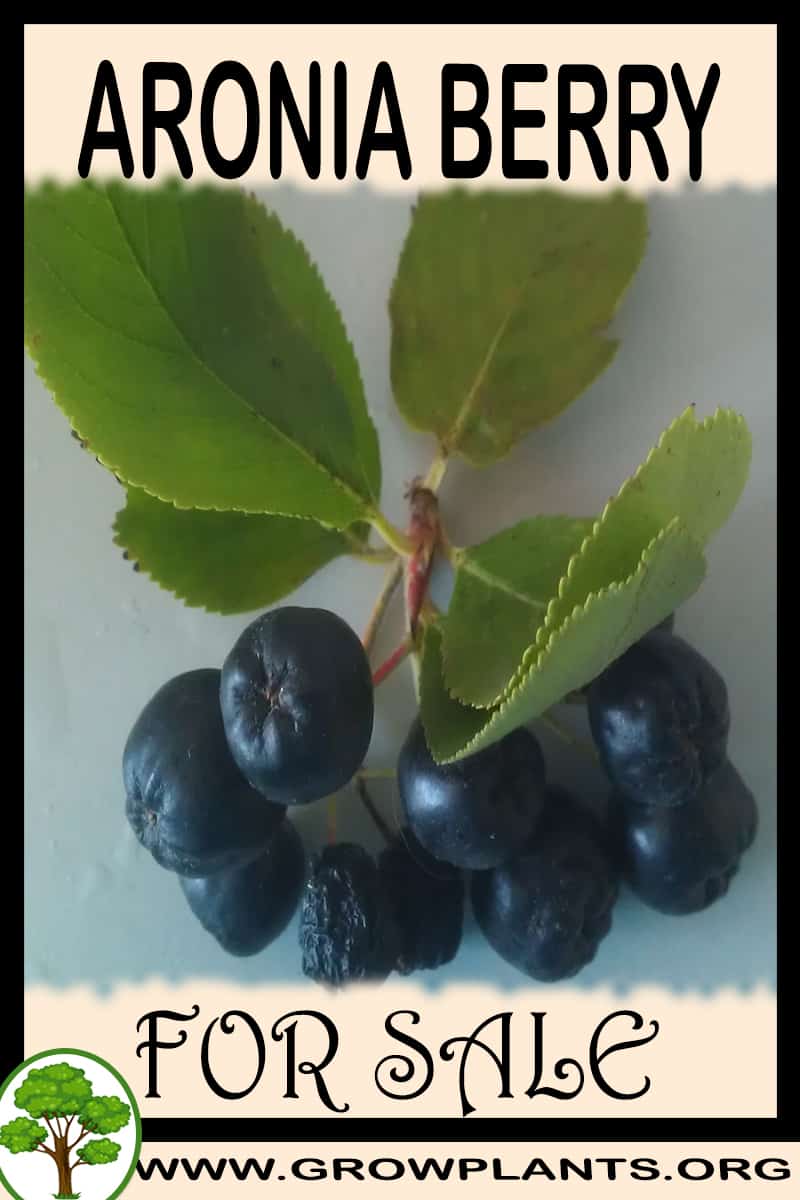 Aronia berry plants